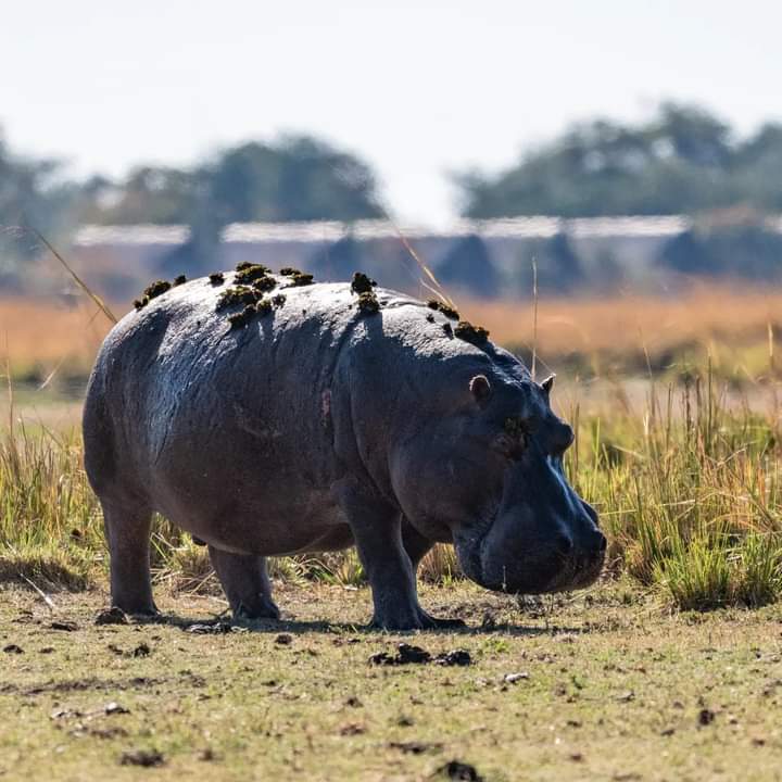 5-дневное сафари по Масаи-Мара, озерам Накуру и Найваша  (11/26)