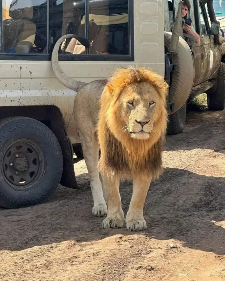 5-дневное сафари по Масаи-Мара, озерам Накуру и Найваша  (6/26)