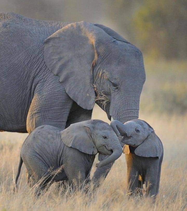 5-дневное сафари по Масаи-Мара, озерам Накуру и Найваша  (10/26)