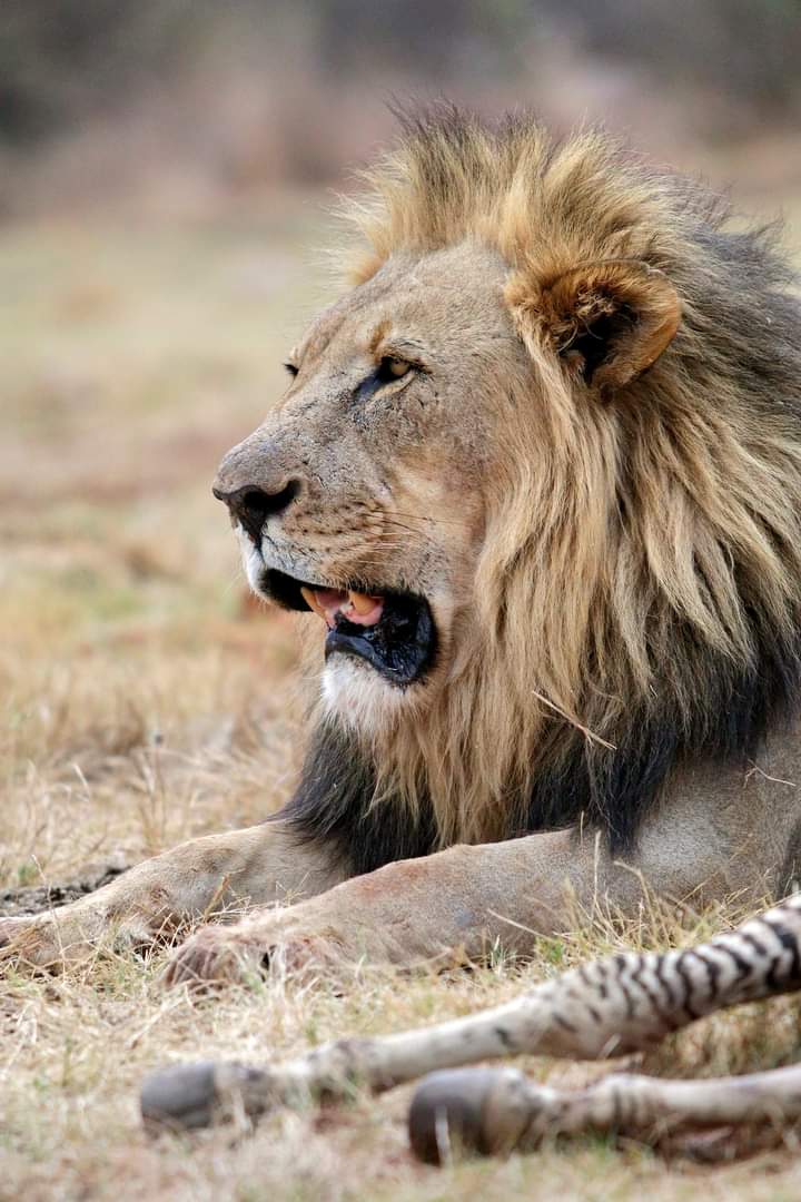 5-дневное сафари по Масаи-Мара, озерам Накуру и Найваша  (3/26)