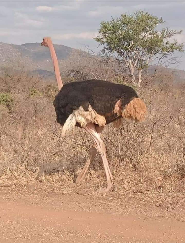 6 дней сафари на озере Амбосели, озеро Накуру и Масаи Мара. (8/26)