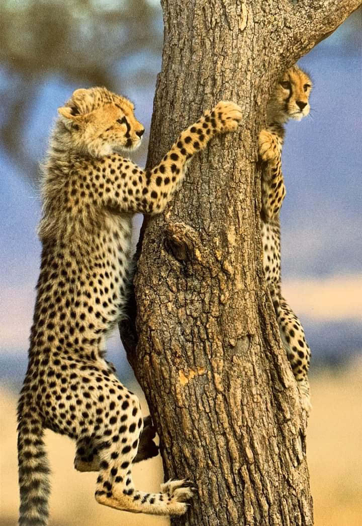 6 дней сафари на озере Амбосели, озеро Накуру и Масаи Мара. (3/26)