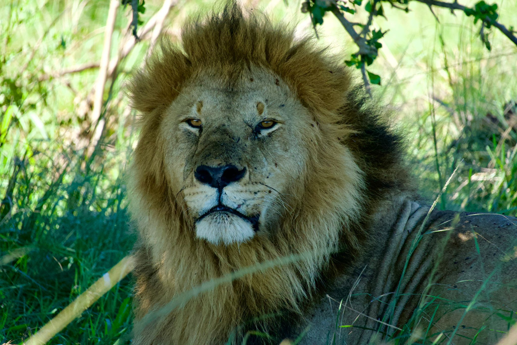 6 дней сафари на озере Амбосели, озеро Накуру и Масаи Мара. (4/26)