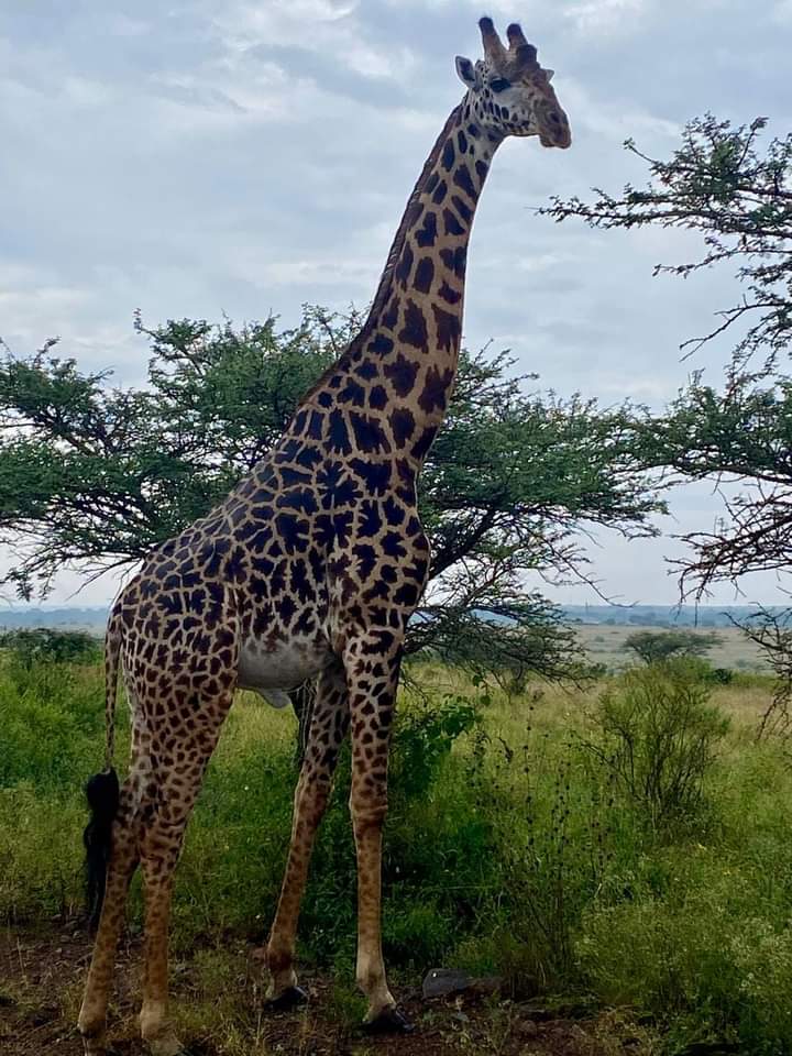 6 дней сафари на озере Амбосели, озеро Накуру и Масаи Мара. (7/26)