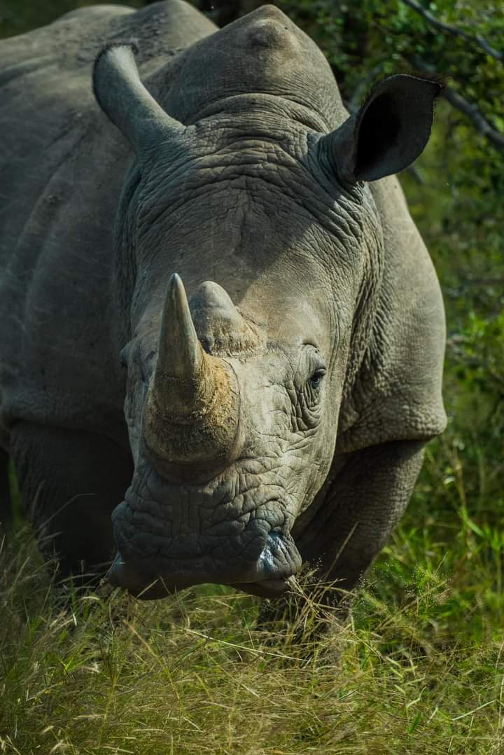 Незабываемое 7-дневное сафари в Кении: осмотр Амбосели, озер и Масаи-Мара (6/9)
