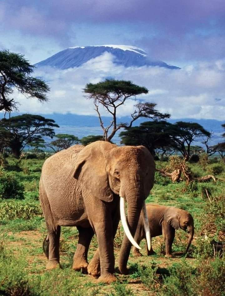 3-дневный тур по национальному парку Амбосели. (2/7)