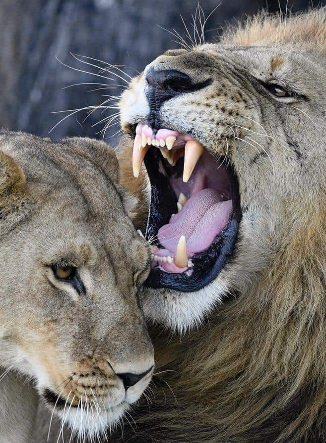 Трехдневный тур по национальному парку Самбуру.