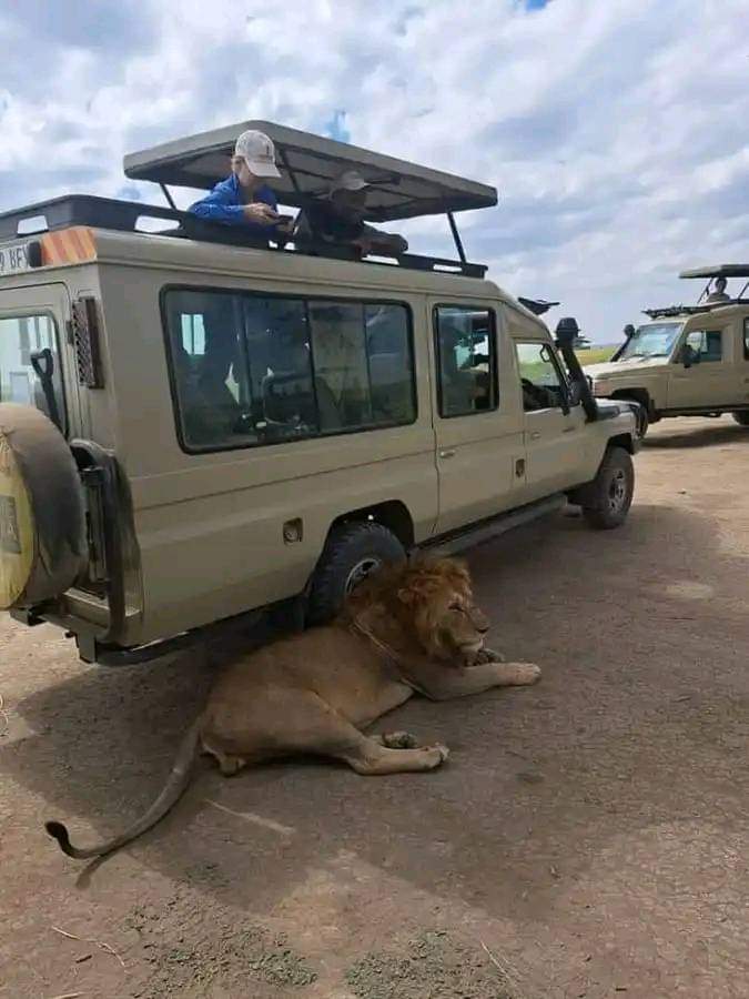 5-дневное сафари по Самбуру Накуру и Масаи Мара. (4/19)