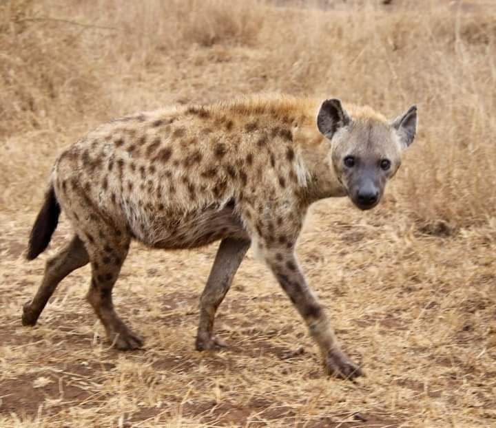 5-дневное сафари в Амбосели, Накуру и Масаи Мара. (8/9)