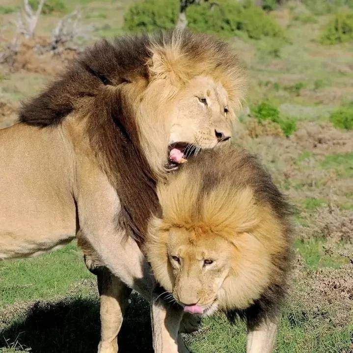 5-дневное сафари в Амбосели, Накуру и Масаи Мара. (2/9)