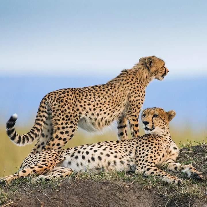 5-дневное сафари в Амбосели, Накуру и Масаи Мара. (6/9)