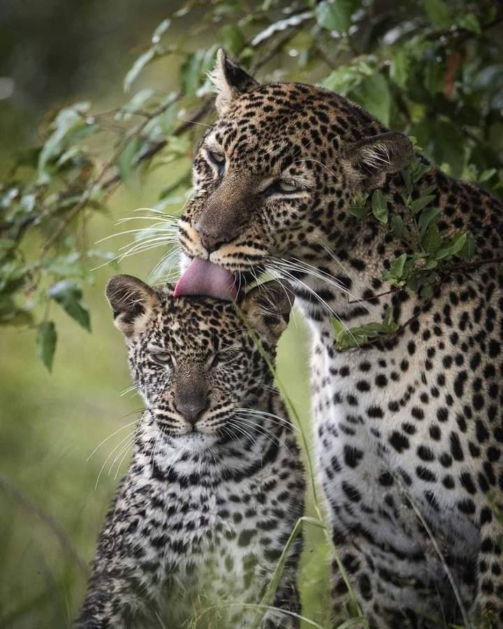5-дневное сафари в Амбосели, Накуру и Масаи Мара. (3/9)