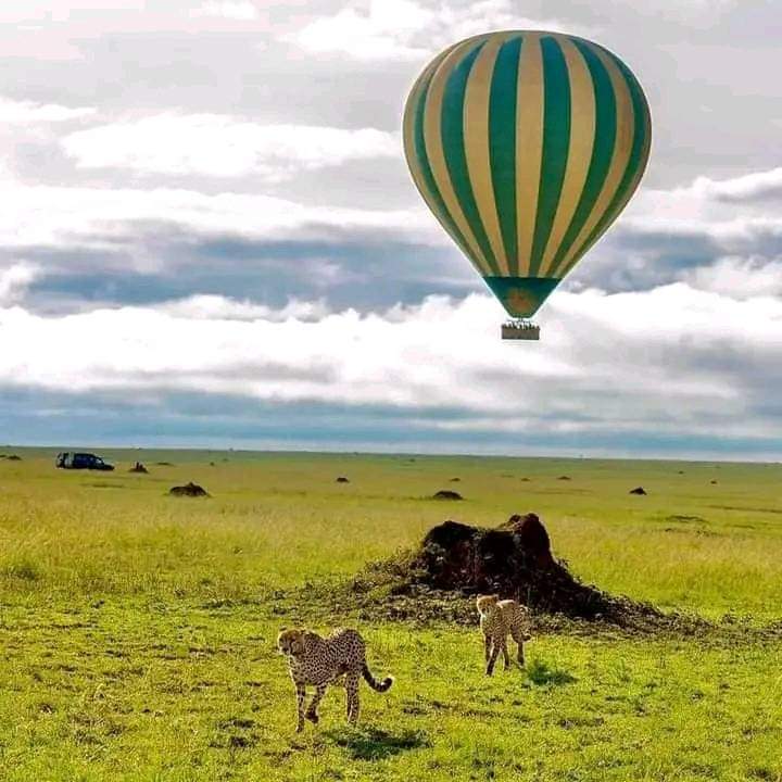 5-дневное сафари в Амбосели, Накуру и Масаи Мара. (7/9)