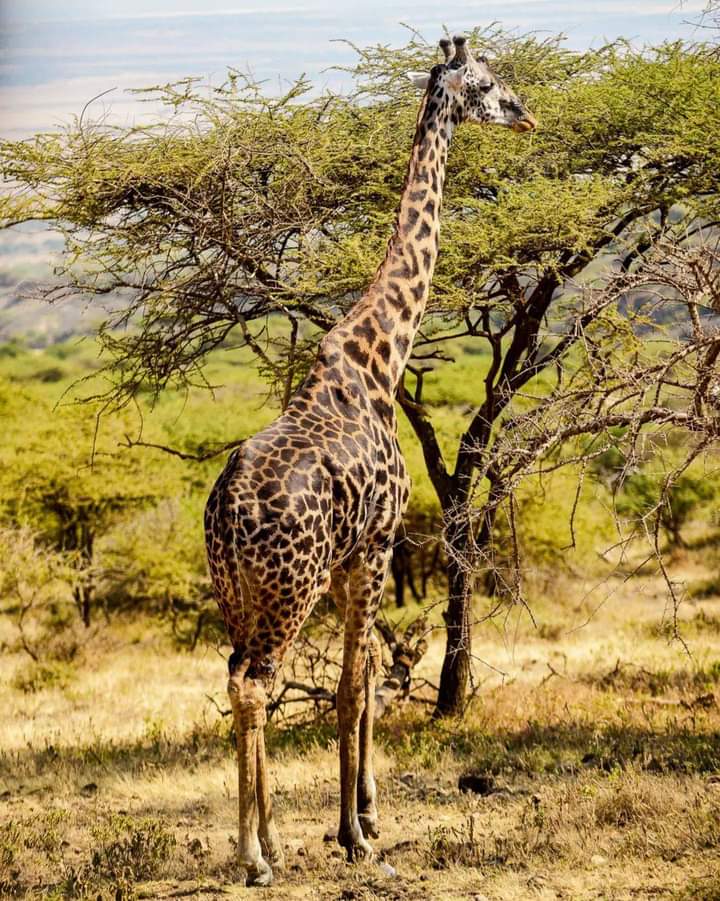 5 дней сафари в Масаи-Мара, озере Накуру и Абердаресе. (2/23)