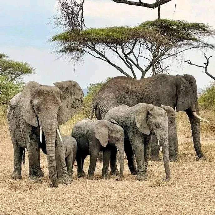 5 дней сафари в Масаи-Мара, озере Накуру и Абердаресе. (4/23)
