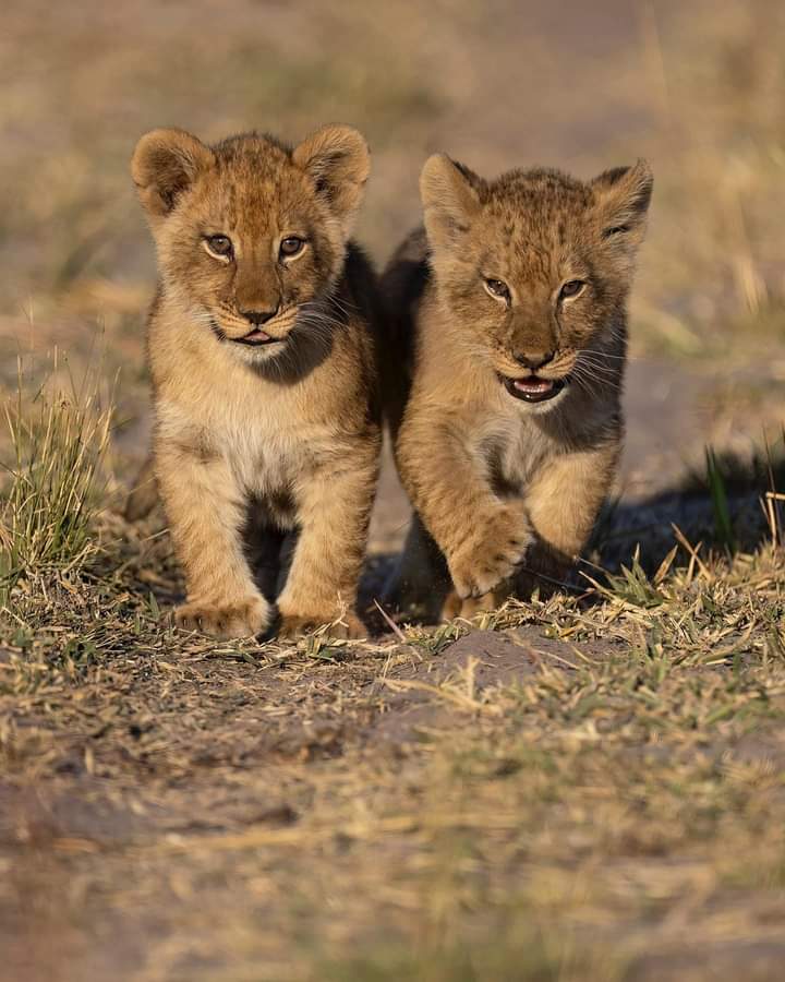 5-дневное сафари по Самбуру, Оль Педжете и Абердаресу (9/26)