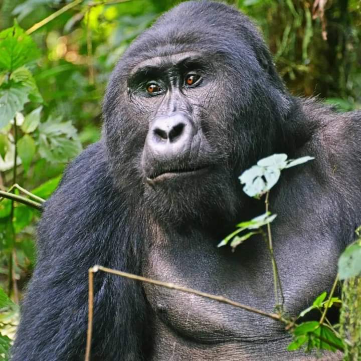 5-дневное сафари по Самбуру, Оль Педжете и Абердаресу (8/26)