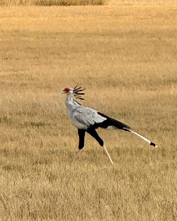 5-дневное сафари по Самбуру, Оль Педжете и Абердаресу (11/26)