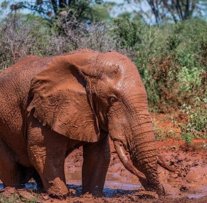 5-дневное сафари по Самбуру, Оль Педжете и Абердаресу (3/26)