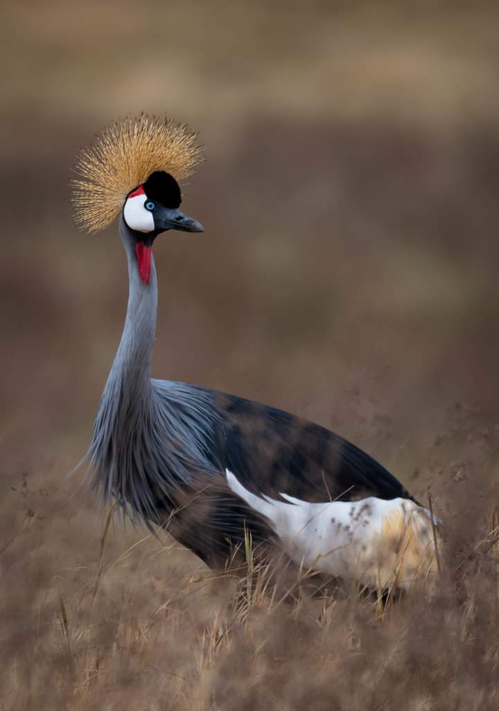 5-дневное сафари по Самбуру, Оль Педжете и Абердаресу (6/26)