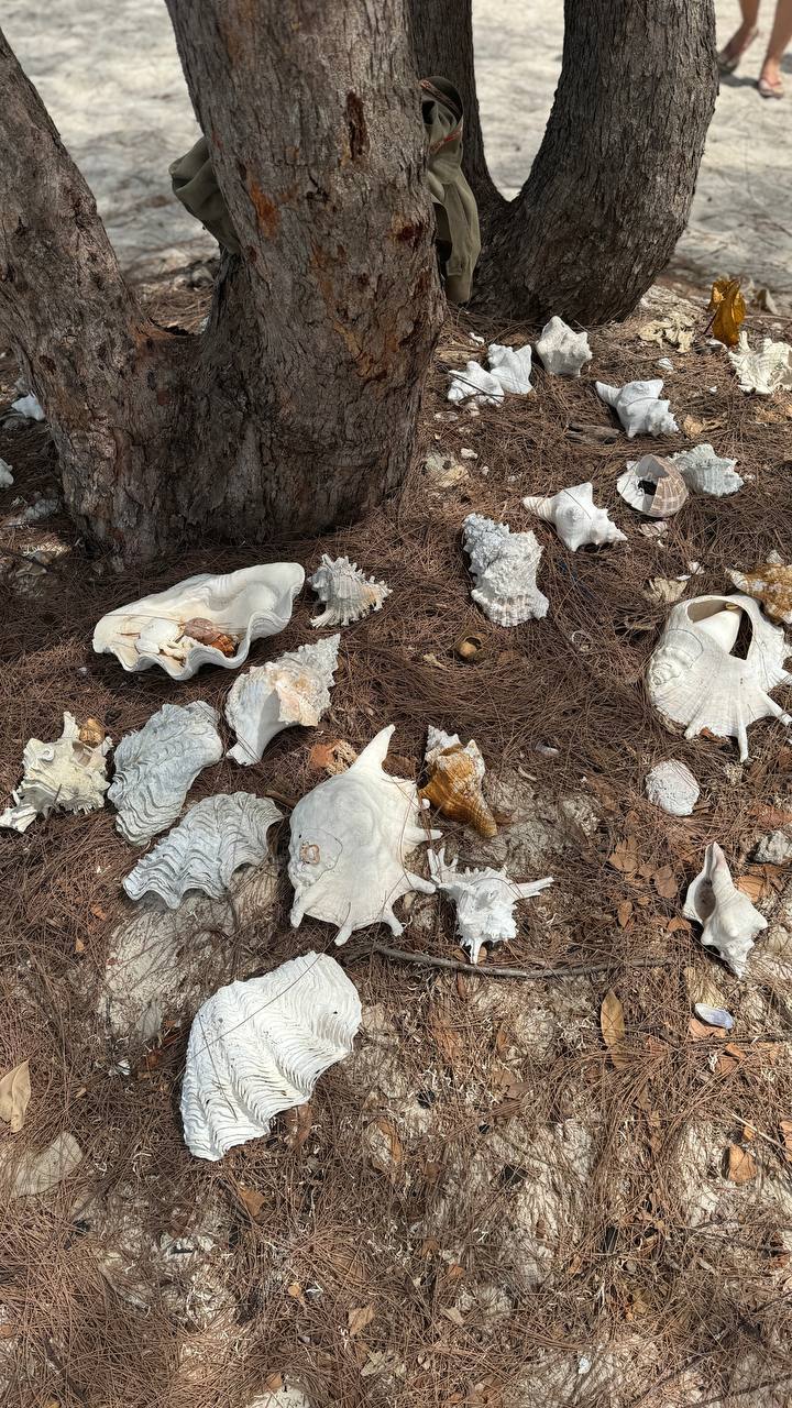 Загадочный чудо-остров. Яхтинг в Занзибаре. 8 дней.  (36/61)