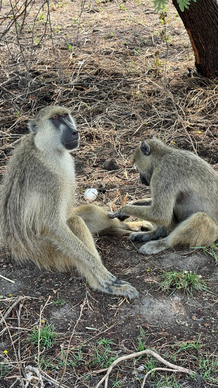 Загадочный чудо-остров. Яхтинг в Занзибаре. 8 дней.  (41/61)
