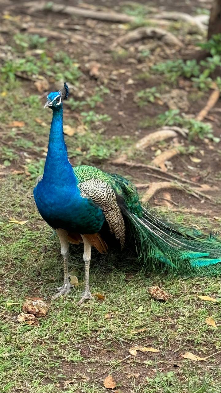 Загадочный чудо-остров. Яхтинг в Занзибаре. 8 дней.  (34/61)