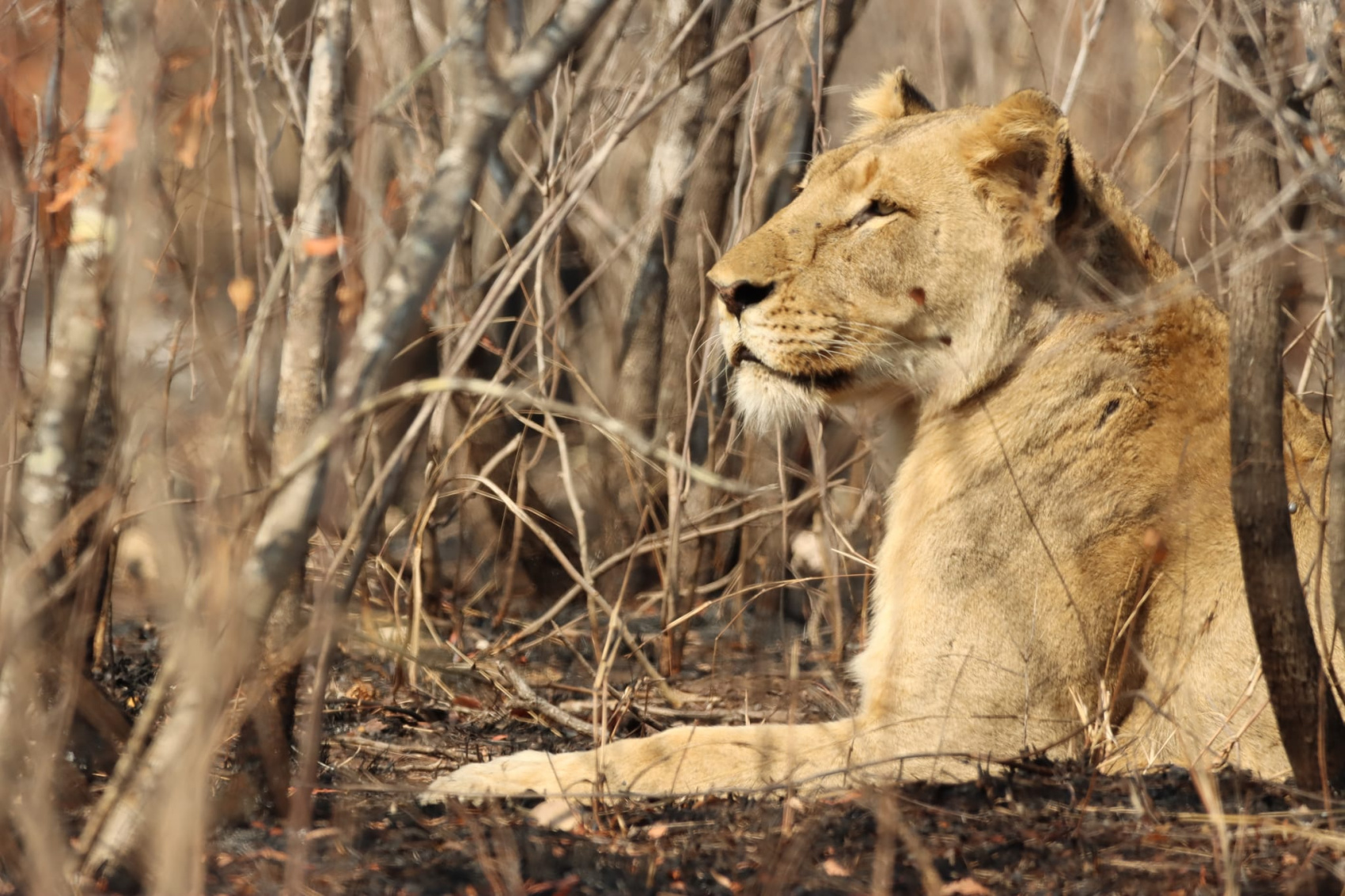 Трехдневный тур по озеру Накуру, озеру Найваша и озеру Богория. (2/22)