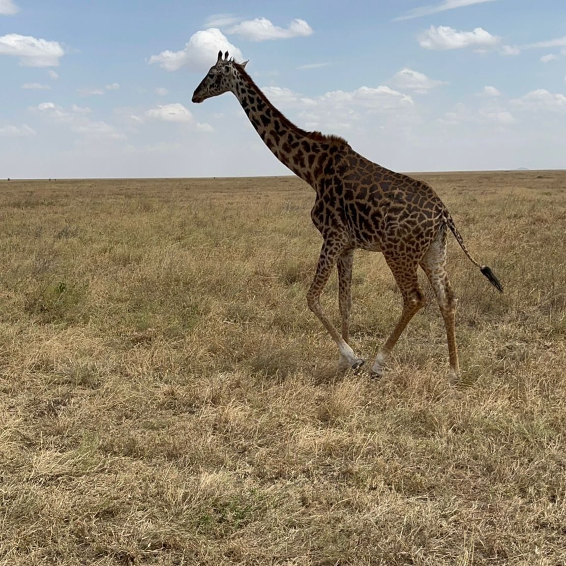 Трехдневный тур по озеру Накуру, озеру Найваша и озеру Богория. (6/22)