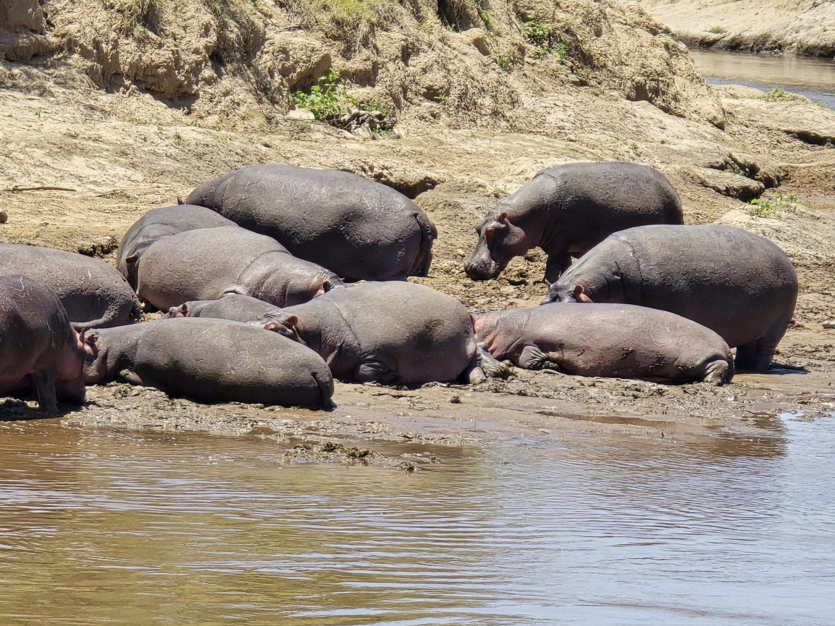 Трехдневный тур по озеру Накуру, озеру Найваша и озеру Богория. (10/22)