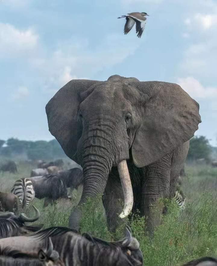 Трехдневный тур по озеру Накуру, озеру Найваша и озеру Богория. (13/22)