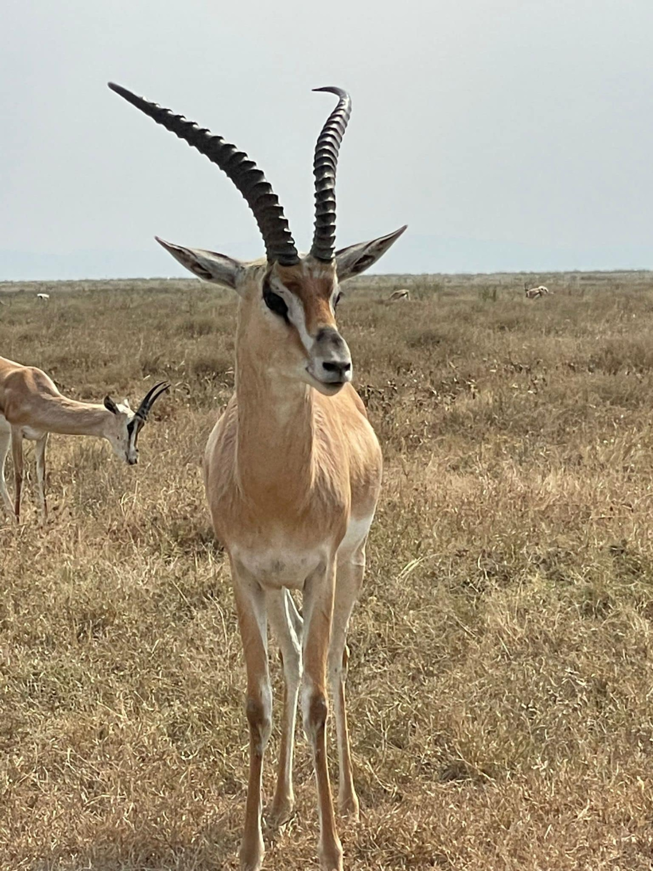 Трехдневный тур по озеру Накуру, озеру Найваша и озеру Богория. (8/22)