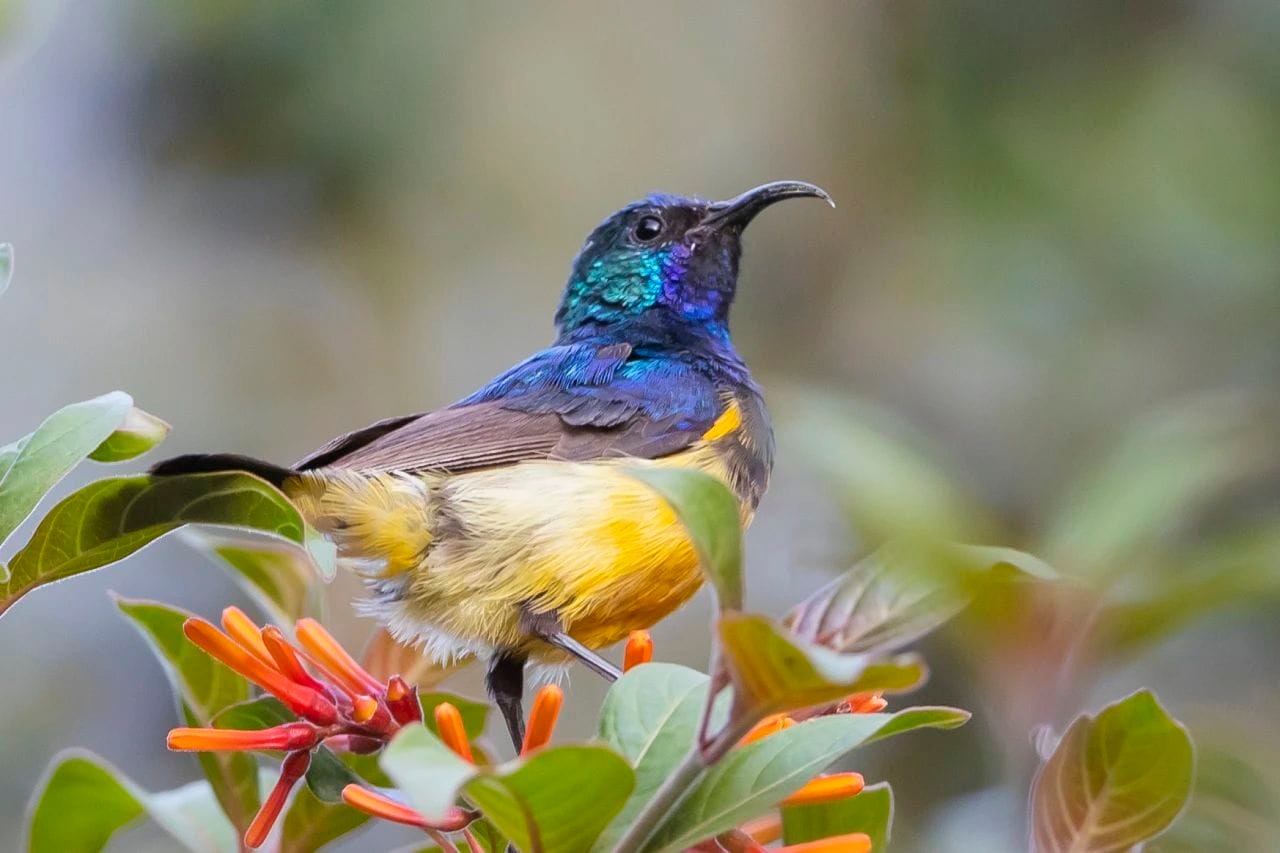 Трехдневный тур по озеру Накуру, озеру Найваша и озеру Богория. (9/22)
