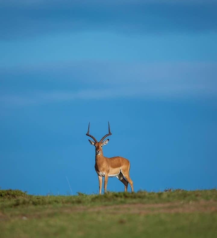  3-дневный тур по Восточному Цаво и Западному Цаво. (2/18)