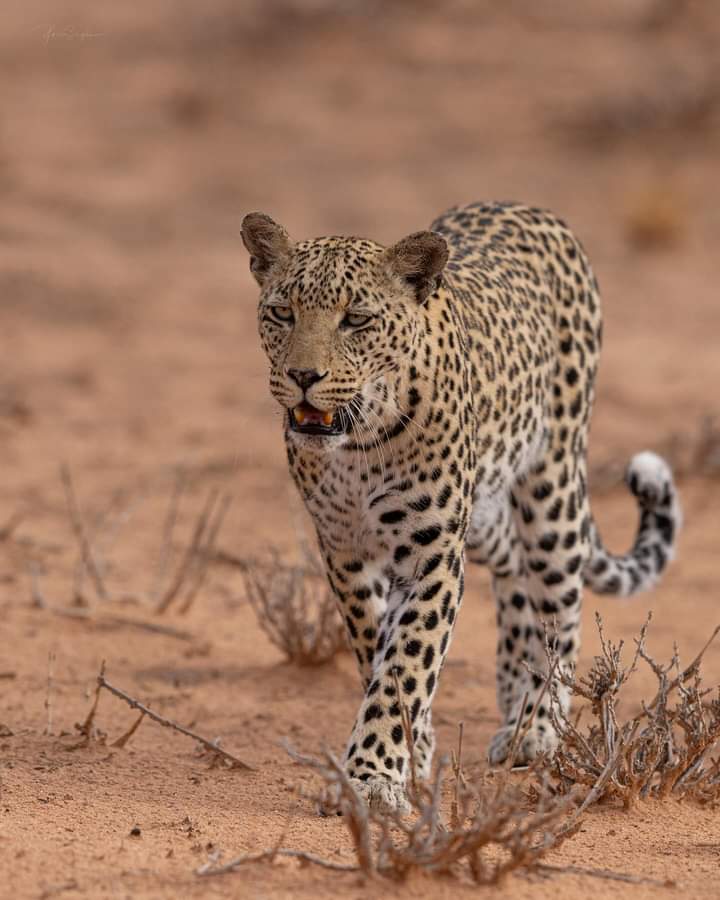  3-дневный тур по Восточному Цаво и Западному Цаво. (8/18)