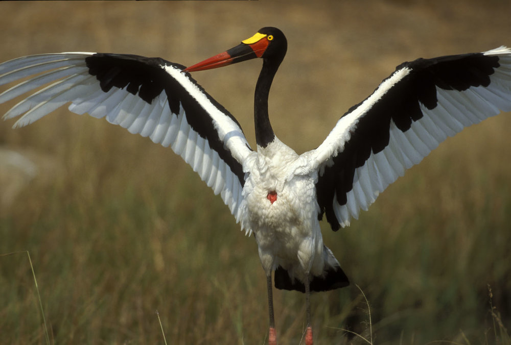3-дневный тур по Западному Амбосели и Цаво. (7/16)