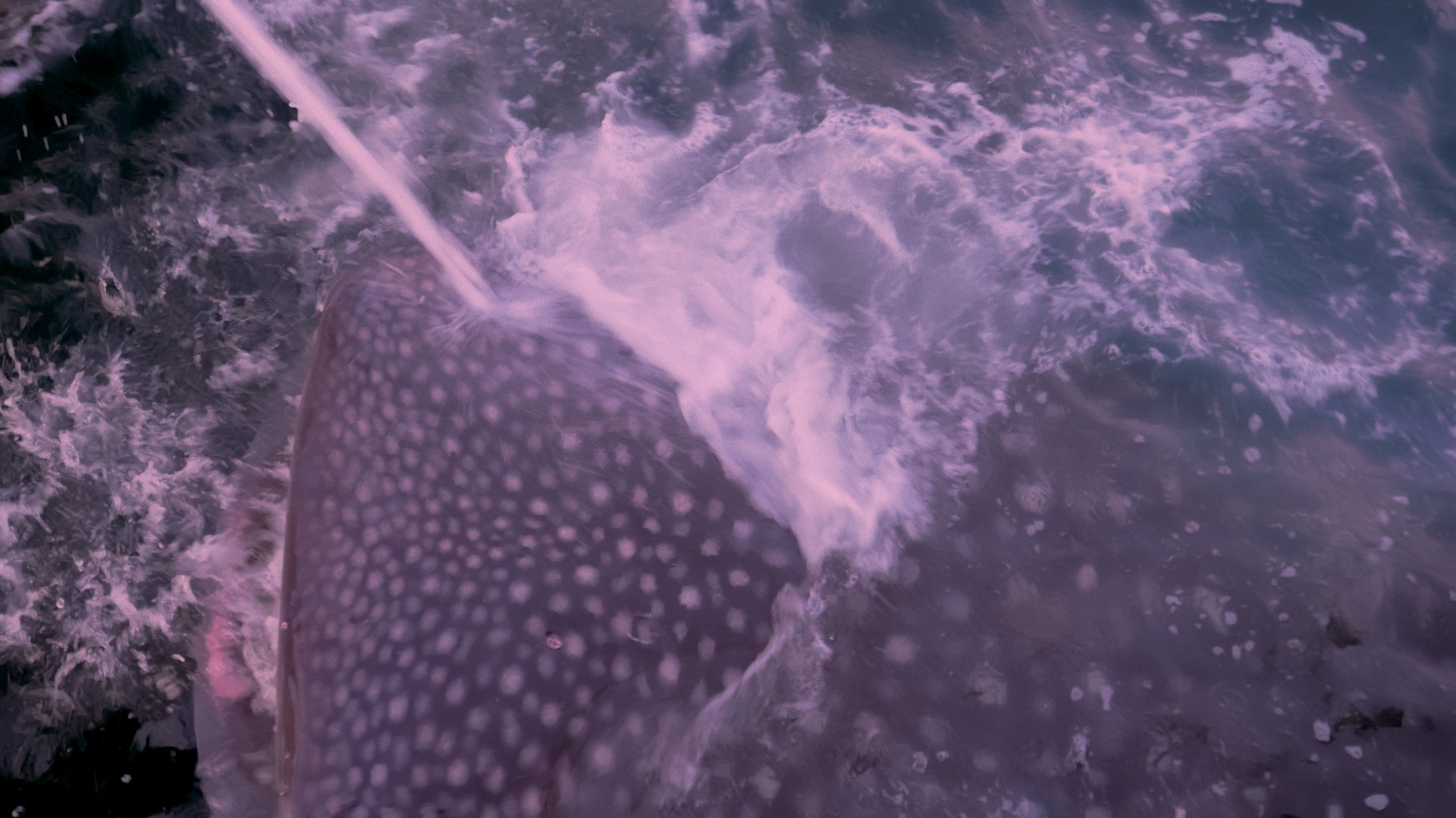 Плавание с китовыми акулами на Сумбаве (8/19)