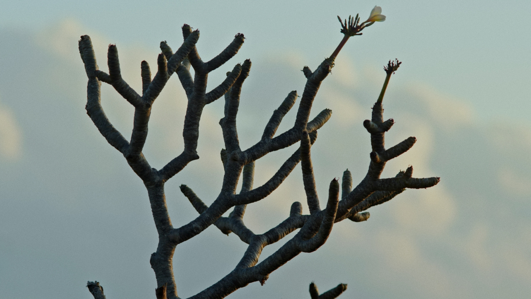 Плавание с китовыми акулами на Сумбаве (12/19)
