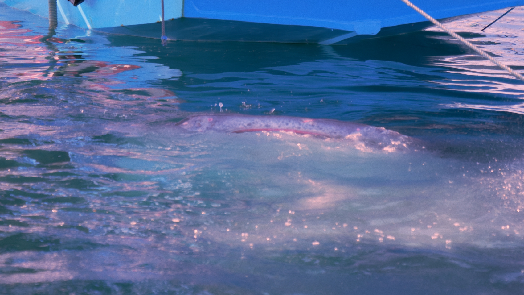 Плавание с китовыми акулами на Сумбаве (10/19)