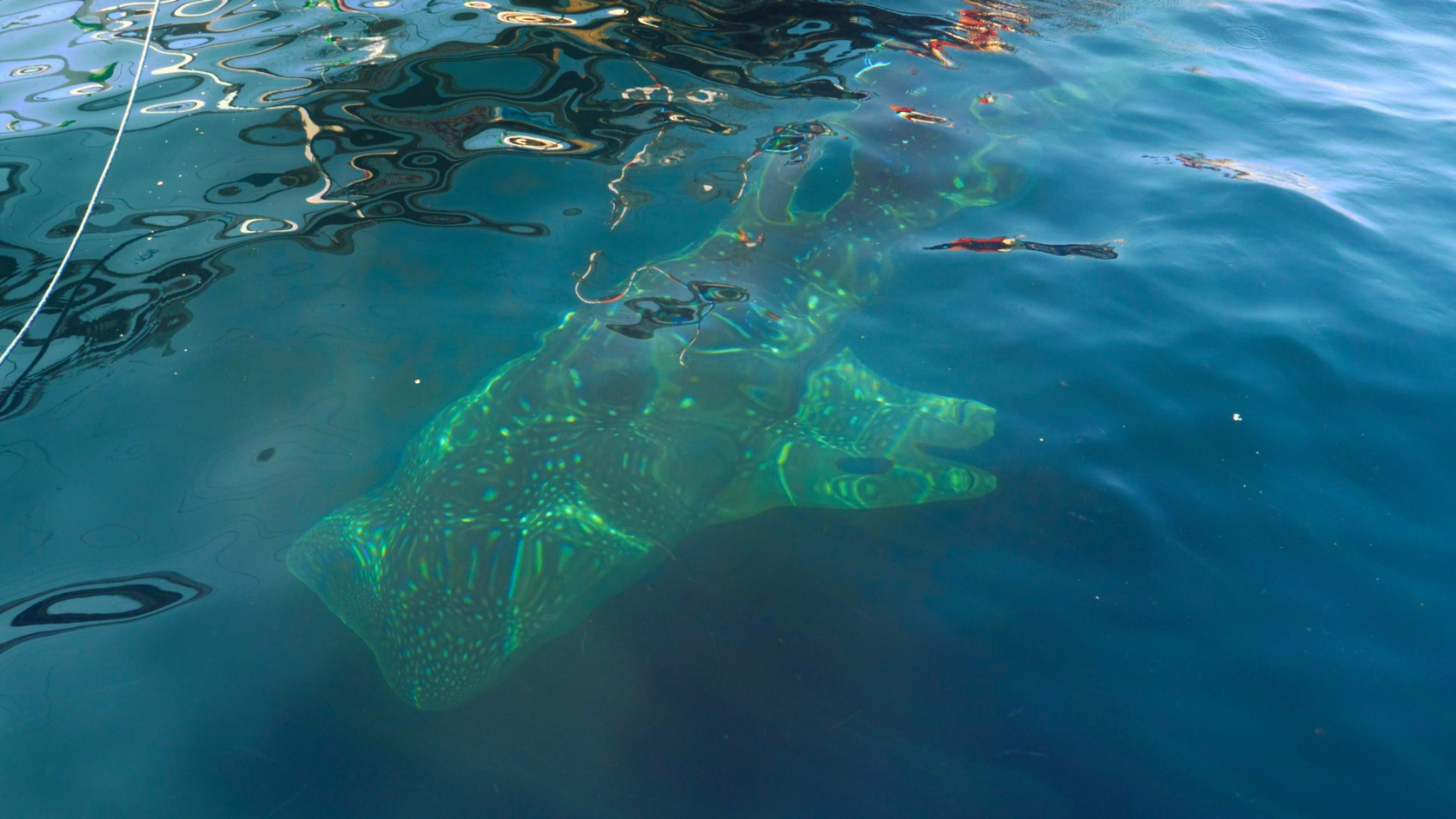 Плавание с китовыми акулами на Сумбаве (7/19)