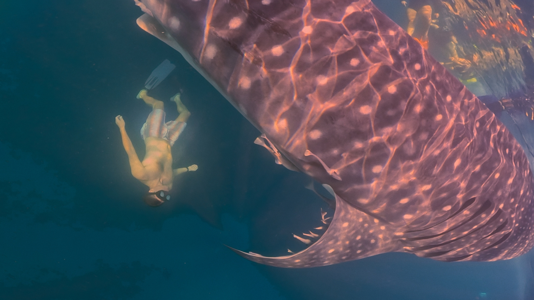 Плавание с китовыми акулами на Сумбаве (11/19)