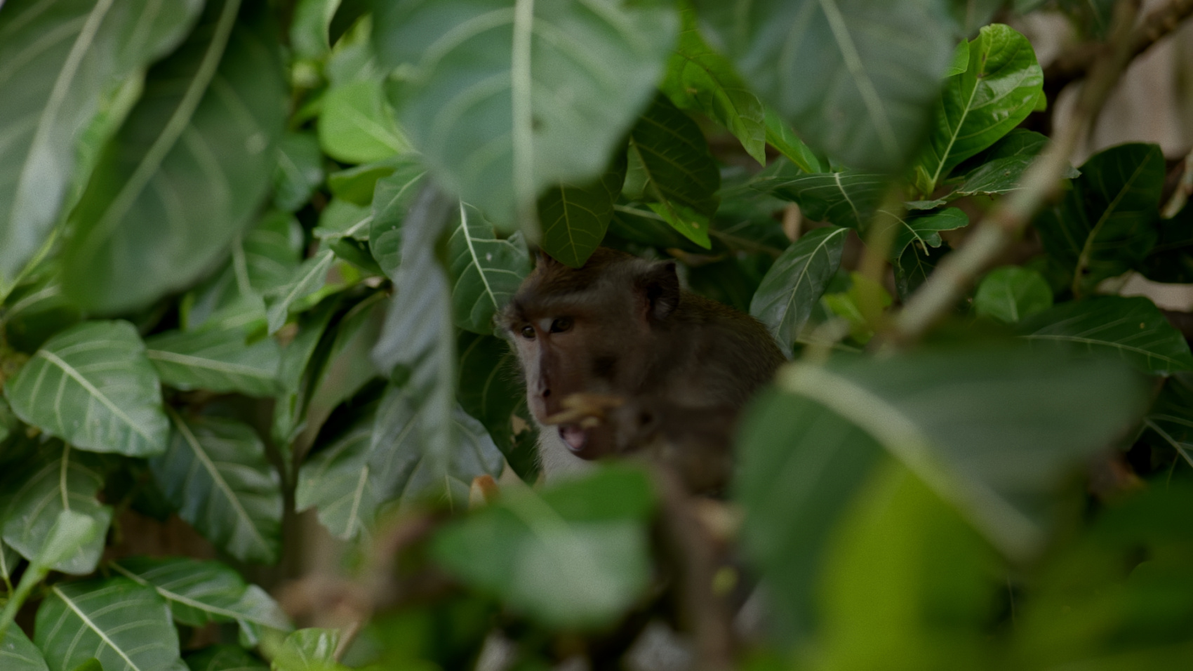 Плавание с китовыми акулами на Сумбаве (9/19)