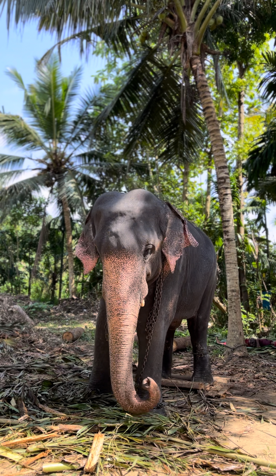 Шри-Ланка - самые топовые локации. Джип-Сафари и отдых на океане (4/19)