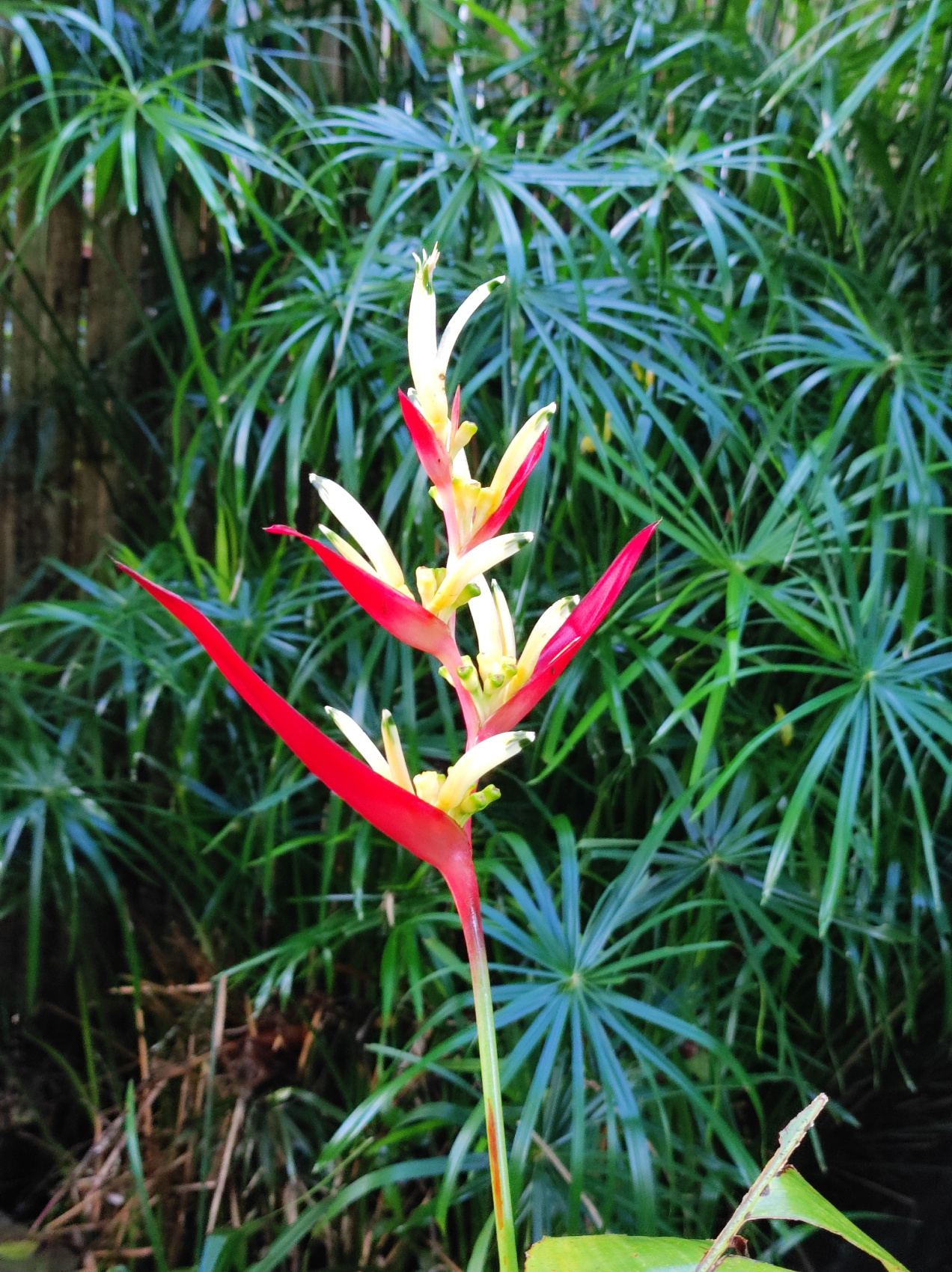 Этнотрип на Флорес и Комодо (21/79)