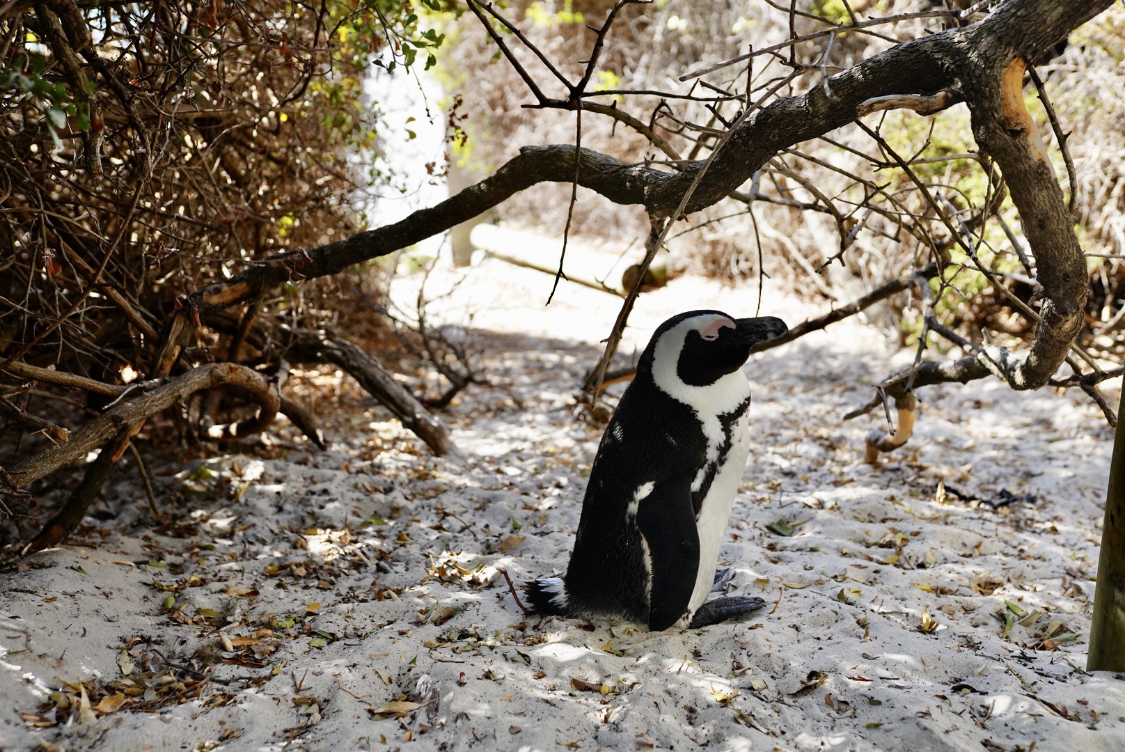 Полетели на край Света! Уникальный тур в самые красивые места Юар! (25/56)