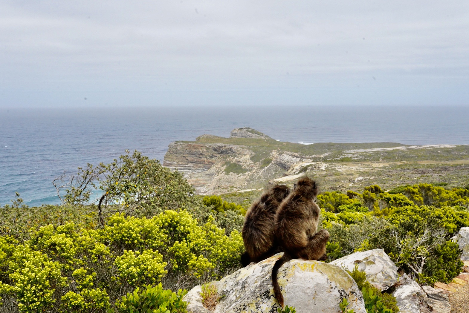 Полетели на край Света! Уникальный тур в самые красивые места Юар! (23/56)