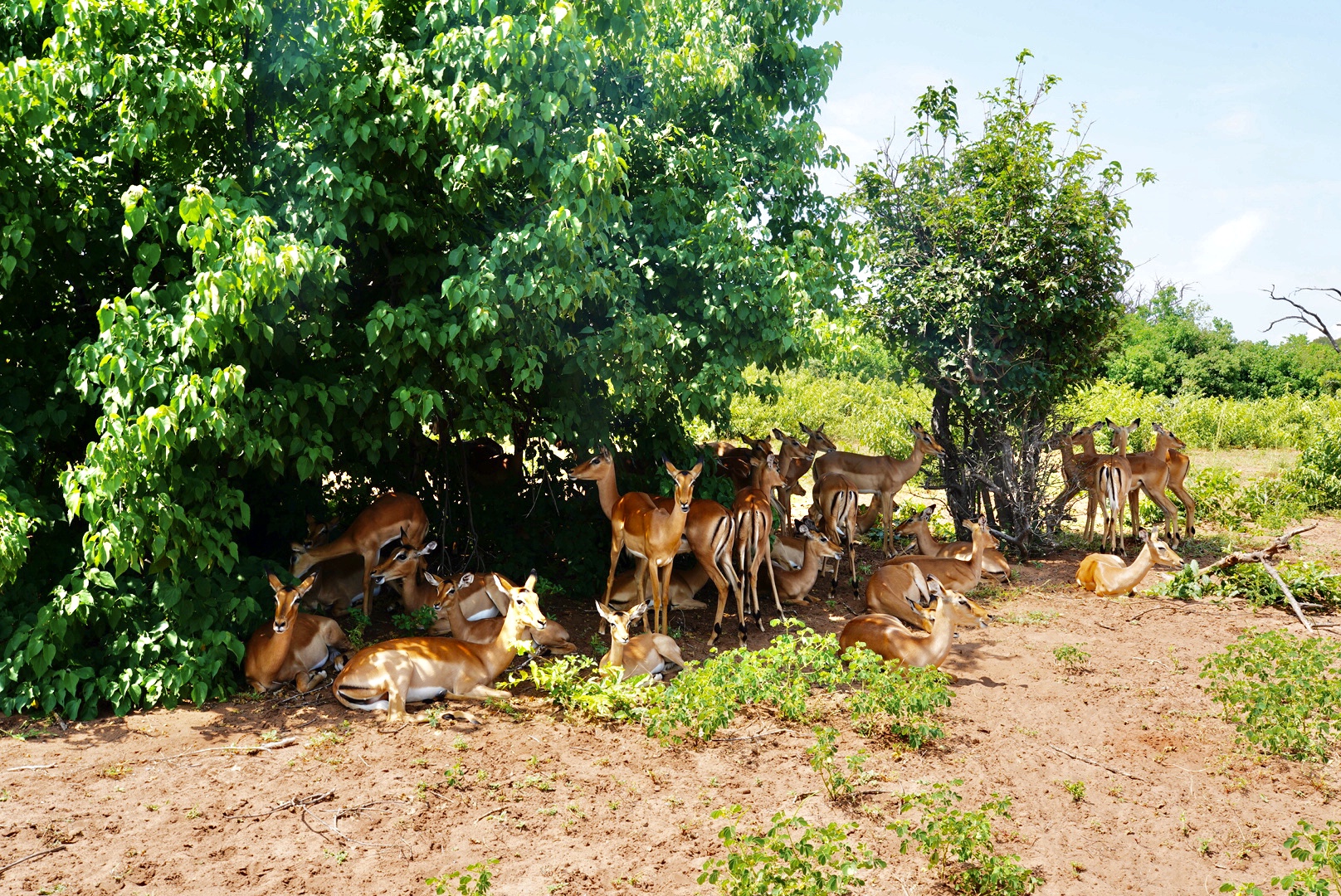 Полетели на край Света! Уникальный тур в самые красивые места Юар! (27/56)