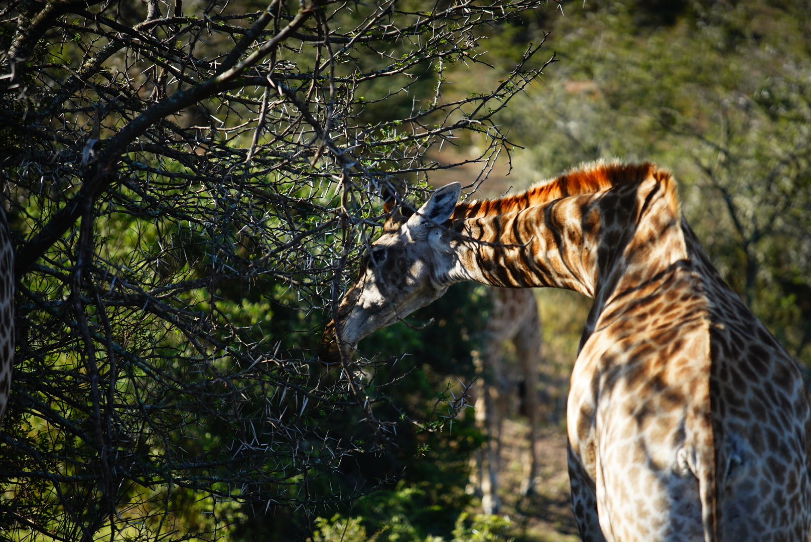 Полетели на край Света! Уникальный тур в самые красивые места Юар! (12/56)