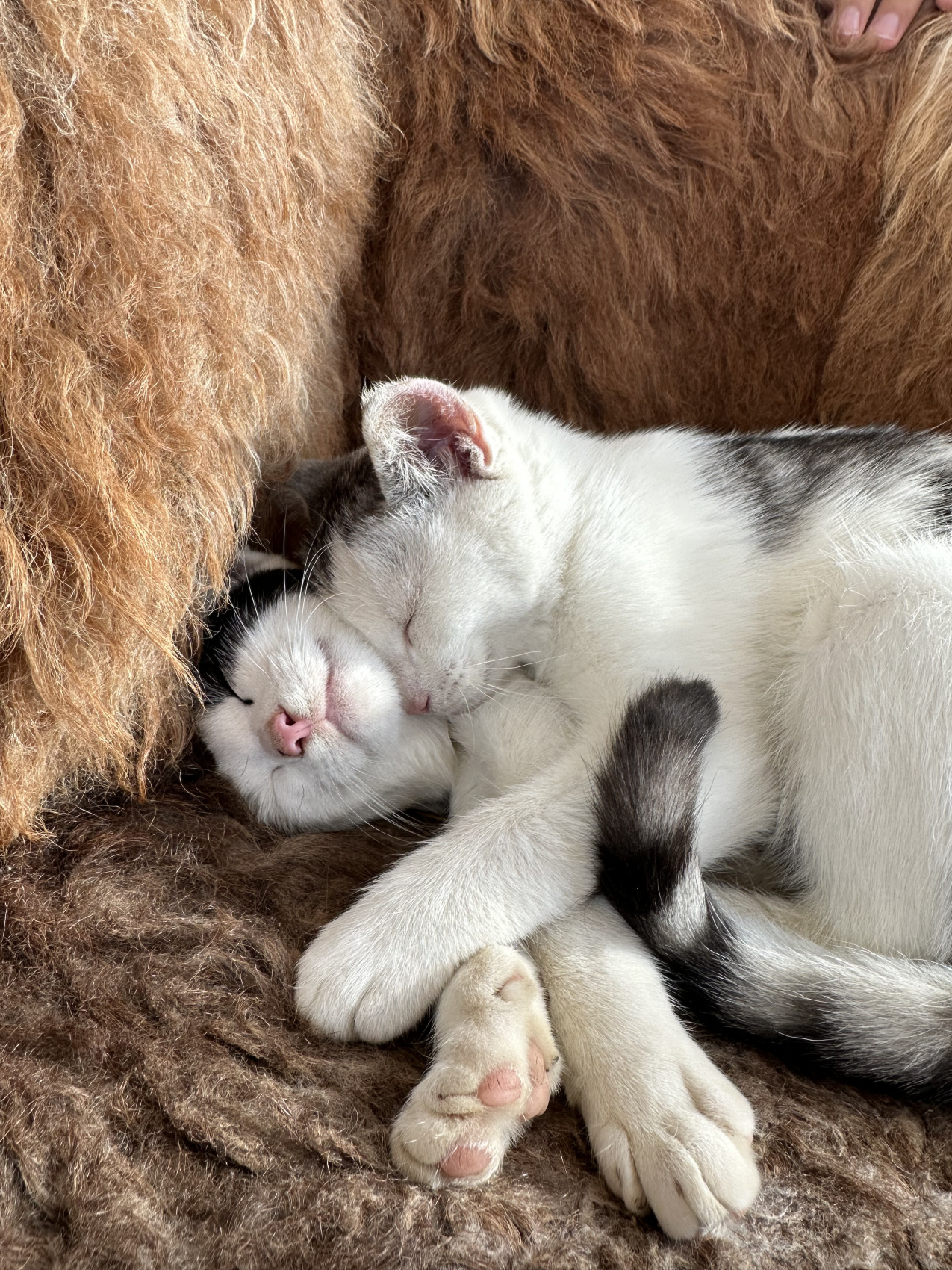 Дагестан Счастье В Горах 5 Дней Все Включено! (21/38)