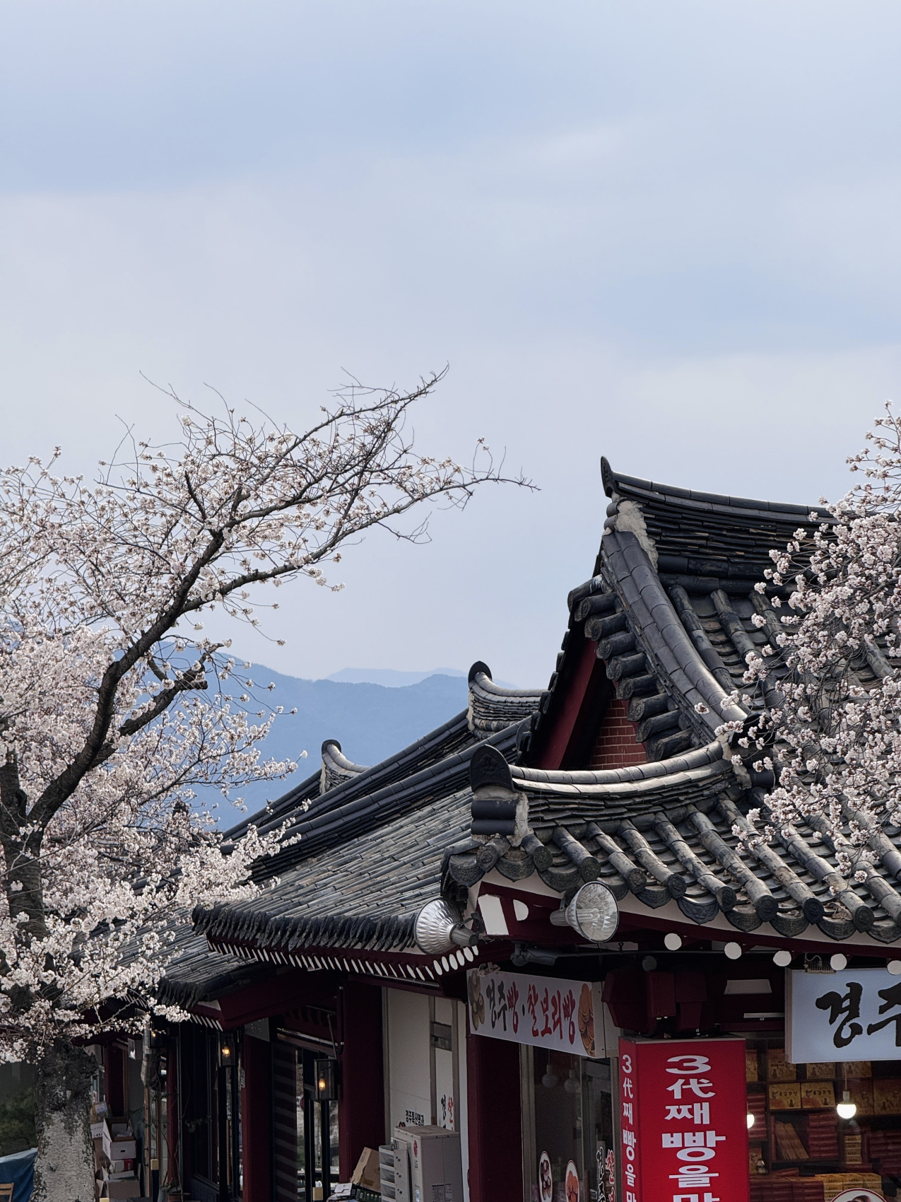 Цветение сакуры в Корее. Сеул+Пусан (6/94)